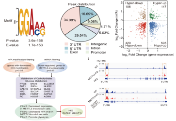 m6A-seqRNA-seqϷ