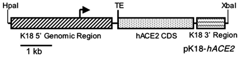 D1. DACE2Сģ͘1