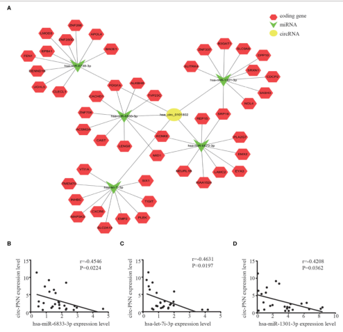 CircRNA-miRNA-mRNA網絡預測和分析
