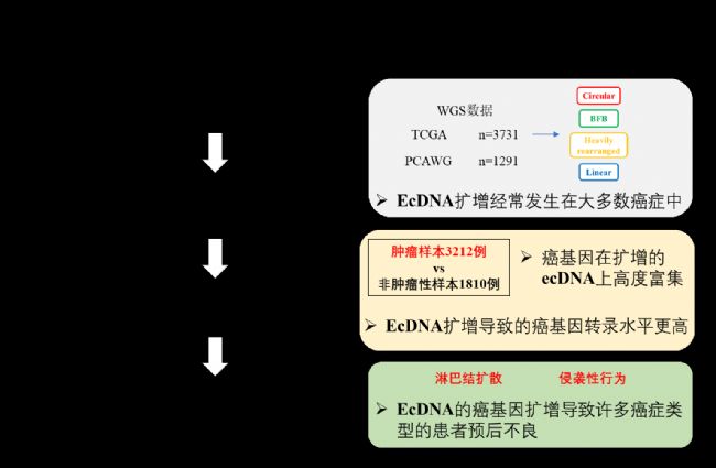 本文在ai癥基因組學和廣 泛的患者群體實用性之間建立聯系,發現人類ai癥中ecDNA進行診斷或治 療的潛力。