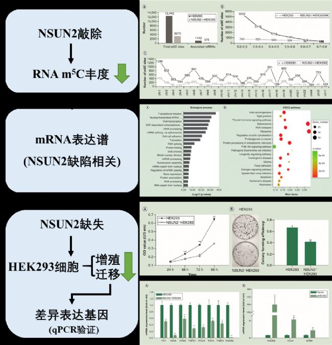 NSUN2ȱʧHEK293(x)mRNA 5-׻ͻ_(d)VӰ