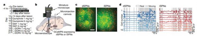 Inscopix-動物自由活動時紋狀體棘突投射神經元的鈣成像-滔博生物.jpg