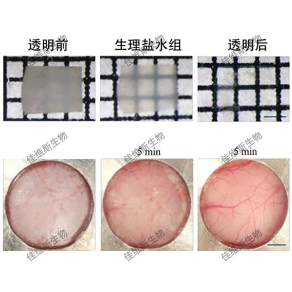 組織透明化技術