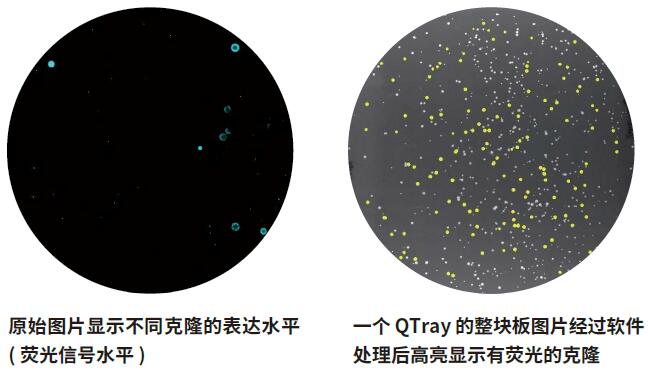 微生物篩選系統