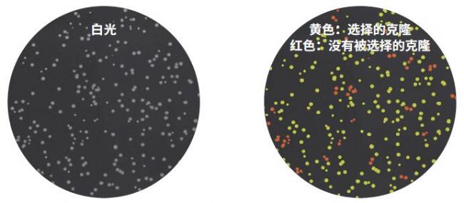 微生物篩選系統