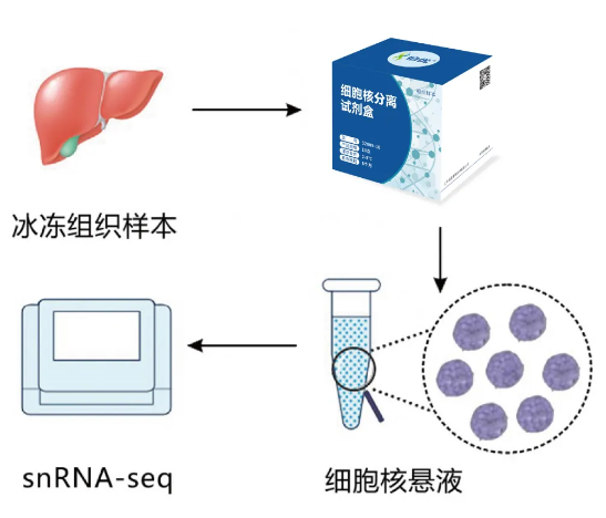 伯豪生物單細胞核分離試劑盒